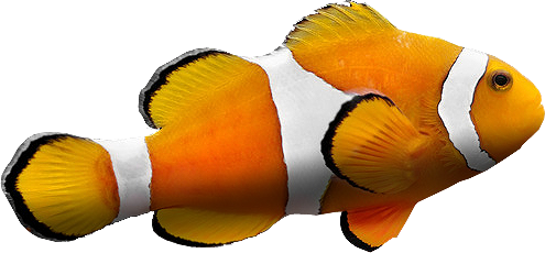 Clownfish